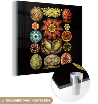 MuchoWow® Glasschilderij 50x50 cm - Schilderij acrylglas - Vintage - Ernst Haeckel - Zeedier - Natuur - Zee - Kunst - Foto op glas - Schilderijen