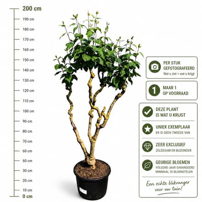Oude Meerstammige Sering ‘Hugo Koster’ ± 2 Meter Hoog | 60+ Jaar Oude Exclusieve Blikvanger | Geurende Bloemen | Magische Tuinboom / Meerstammige boom