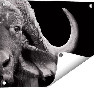 Gards Tuinposter Buffel - Buffelkop - Zwart Wit - 50x40 cm - Tuindoek - Tuindecoratie - Wanddecoratie buiten - Tuinschilderij