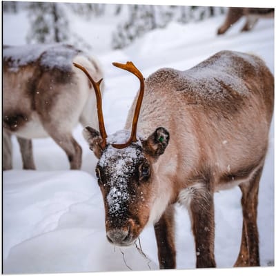 Dibond - Rendieren in besneeuwd Gebied - 80x80cm Foto op Aluminium (Met Ophangsysteem)