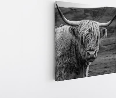 Saammp Canvas Schilderij - Schotse Hooglander Koe in de wei - Zwart-Wit - Dieren - Portret - 20x20 - Foto op canvas - Wanddecoratie - muurdecoratie Woonkamer - Slaapkamer decoratie - Canvas Print
