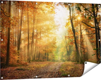 Gards Tuinposter Herfstbos met Zonneschijn - 120x80 cm - Tuindoek - Tuindecoratie - Wanddecoratie buiten - Tuinschilderij