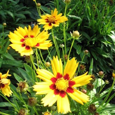6 x Coreopsis Lanceolata 'Baby Gold' - Meisjesogen pot 9x9cm - Gouden bloemen, Langbloeiend