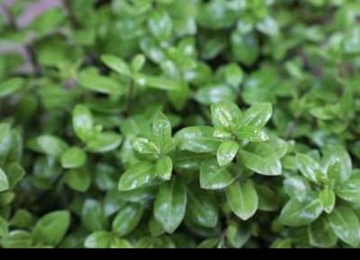 Pittosporum ten. 'Golf Ball'® - Australische Laurier 25- 30 cm in pot