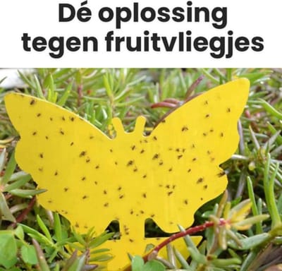 10x Vliegenvanger Plakstrips – Fruitvliegjes & Rouwvliegjes Bestrijden – Gele Plantenstickers – Insectenval voor Kamerplanten – Zelfklevend