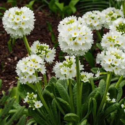 Primula Denticulata 'Alba' - Sleutelbloem - Wortelgoed - 5 stuks