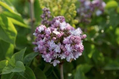 Syringa vulgaris 'Andenken An Ludwig Späth' - Gewone Sering 50 - 60 cm in pot