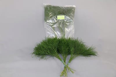 3x Sg treefern