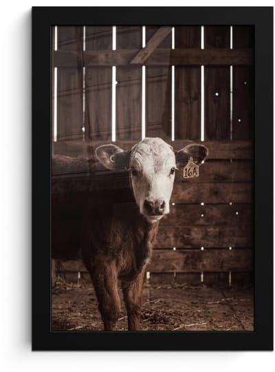 Poster in lijst - Fotolijst 20x30 cm - Posters - Kalf - Oormerk - Houten stal - Posterlijst zwart - Decoratie - Wanddecoratie woonkamer - Muurdecoratie slaapkamer