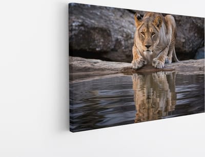 Saammp Canvas Schilderij - Drinkende Leeuw - Natuur - Dieren - 45x30 - Foto op canvas - Wanddecoratie - Muurdecoratie Woonkamer - Slaapkamer decoratie - Canvas Print