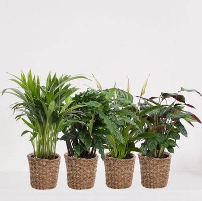 Kamerplanten set met 4 planten in siermand Amber Grof – luchtzuiverende kamerplant – meerjarige plant – Areca - Calathea Blue Grass - Calathea Compactstar - Spathiphyllum – groenblijvende planten set 4 stuks - ↕35-50cm - Ø13 – vers uit de kwekerij