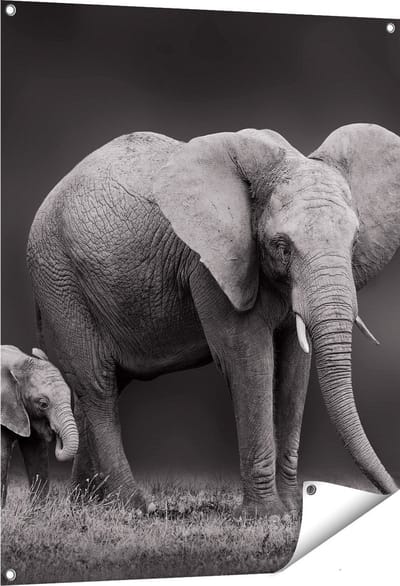 Gards Tuinposter Olifant Moeder en Zoon - Zwart Wit - 80x100 cm - Tuindoek - Tuindecoratie - Wanddecoratie buiten - Tuinschilderij