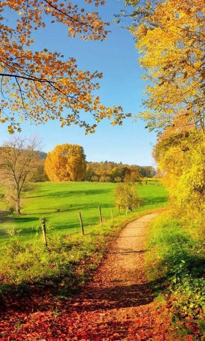 Fotobehang - Meadow 150x250cm - Vliesbehang