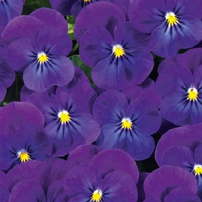 Violen Ice Babies® Blue F1