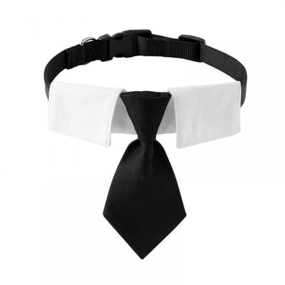Dailygoods- Halsband Verstelbaar - Hondenhalsband - Puppy Halsband - Metalen Gesp - Comfortabel - Polyester en Nylon - Hondhalsband