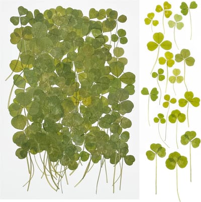 Allecto Plus - Natuurlijke Gedroogde Bloemen 100 Stuks - Groene Bloemen voor Resin Jewelry en Scrapbooking