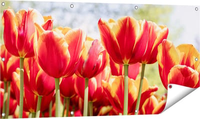 Gards Tuinposter Oranje Rode Tulpen - 120x60 cm - Tuindoek - Tuindecoratie - Wanddecoratie buiten - Tuinschilderij
