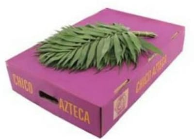 30x Sg chico azteca