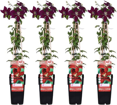 4x Clematis ‘Niobe’ – Roodbloeiende klimplant – Ø15 cm – ↨65 cm hoog