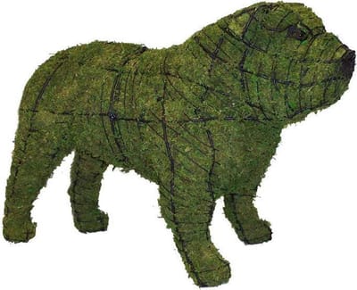 Hond Bulldog - Mos