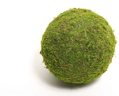 HBX natural living mosbal decoratie groen 20cm voor interieur.