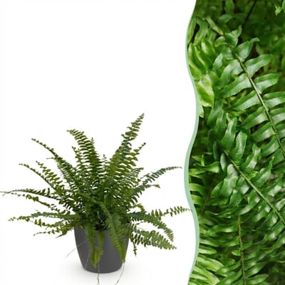 Green boutiQ - Kamerplant - Nephrolepsis exaltata Green Lady - Varen - Huisdiervriendelijke Plant - Groen - 1 Plant - met Potter Grijs - Pot 12cm - Hoogte 25cm