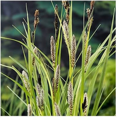 Moerings Carex Riparia | Oeverzegge | In 18CM Mand Kant en Klaar