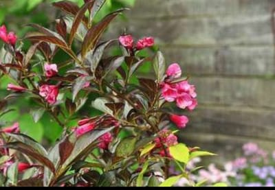 Weigela flor. 'Wine&roses'® ('alexandra'®) - Weigela, Weigelia 40- 50 cm in pot