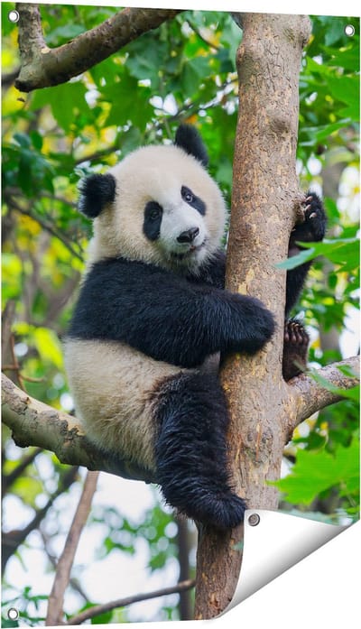Gards Tuinposter Panda in de Bomen - 60x90 cm - Tuindoek - Tuindecoratie - Wanddecoratie buiten - Tuinschilderij