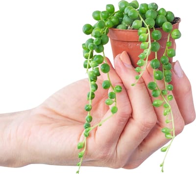 PLNTS - Baby Senecio Rowleyanus - Erwtenplant - Kweekpot 6 cm - Hoogte 10 cm