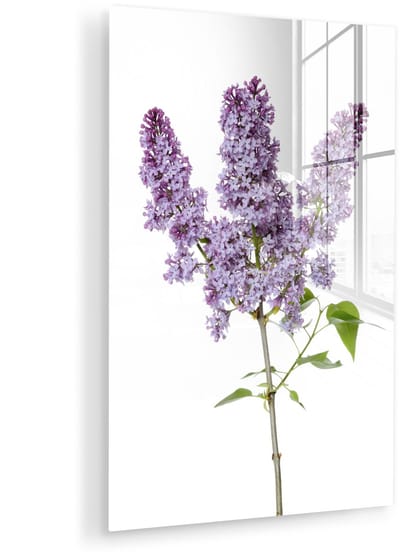 ® Glasschilderij 120x180 cm - Schilderij acrylglas - Bloeiende seringen tak op witte achtergrond - Foto op glas - Muurdecoratie woonkamer - Wanddecoratie slaapkamer - Schilderijen