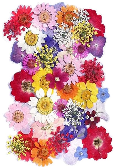 Allecto - Gedroogde Geperste Bloemen - Natuurlijke Decoratie - Kleurrijke Bloemen - Hars Sieraden - Creatieve DIY - Lente