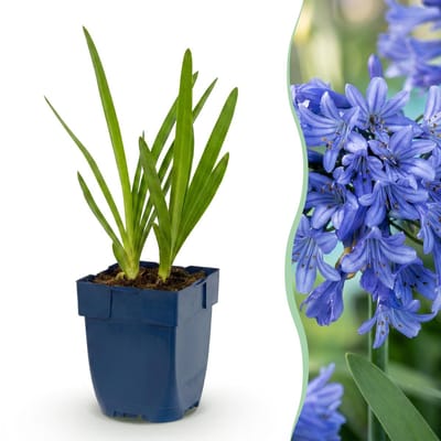 Green boutiQ - Vasteplant - Agapanthus africanus - Afrikaanse Lelie - Bijen en Vlinderlokkers - Blauw - 12 Planten - Pot 11cm - Hoogte 15-25cm