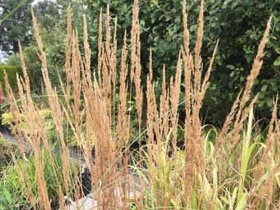 6 x Calamagrostis 'Karl Foerster' - Struisriet - P9 Pot (9 x 9cm) - Dima Vaste Planten