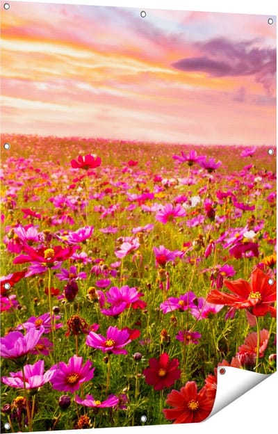 Gards Tuinposter Kleurrijke Kosmos Bloemenveld - 90x120 cm - Tuindoek - Tuindecoratie - Wanddecoratie buiten - Tuinschilderij