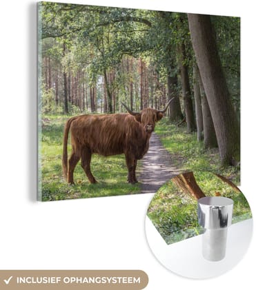 MuchoWow® Glasschilderij 160x120 cm - Schilderij acrylglas - Schotse Hooglander - Pad - Boom - Foto op glas - Schilderijen