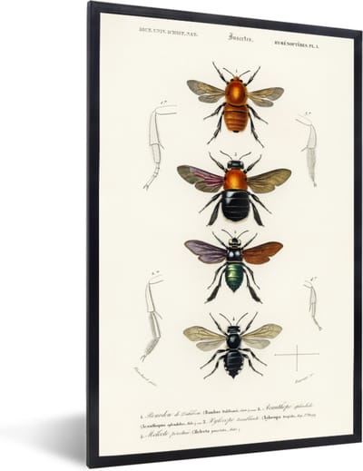 Fotolijst inclusief poster - Posterlijst vintage - Fotokader insecten - Picture frame voor volwassenen - Photo frame retro - Zwarte lijst 60x90 - Muurdecoratie slaapkamer accessoires - Woonkamer decoratie - - Posterframe