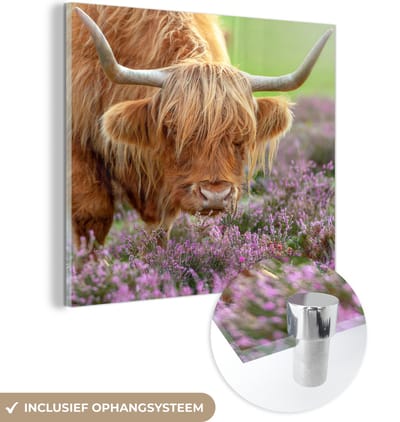 MuchoWow® Glasschilderij 50x50 cm - Schilderij acrylglas - Schotse Hooglander - Paars - Bloemen - Foto op glas - Schilderijen