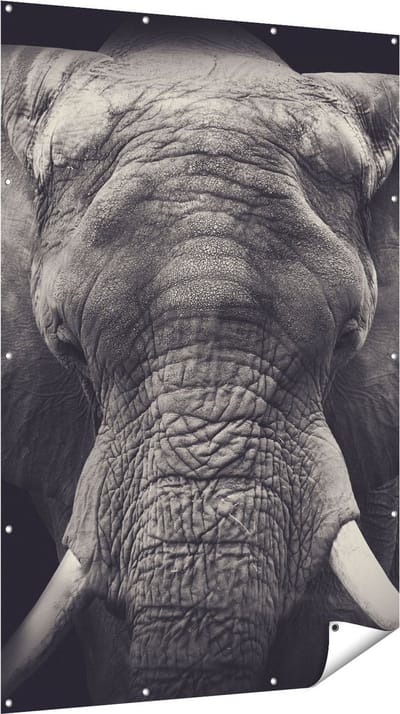 Gards Tuinposter Olifantenkop - Olifant - Zwart Wit - 120x180 cm - Tuindoek - Tuindecoratie - Wanddecoratie buiten - Tuinschilderij
