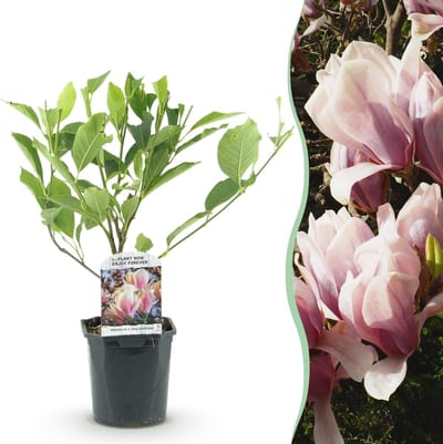 Magnolia Soulangiana - Bloemen Licht Roze - 1 Plant - Bladverliezend - Weinig Onderhoud - Pot 17cm Hoogte 45cm