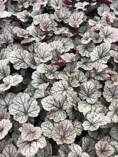 6x Purperklokje - Heuchera hybr. 'Silver Scrolls'® | 9x9 cm pot