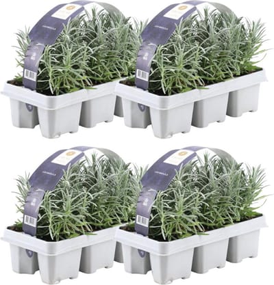 Trendyplants - Lavendel angustifolia - 24 stuks - Lavendel - Winterhard - Hoogte 10-20 cm - Potmaat Ø7cm