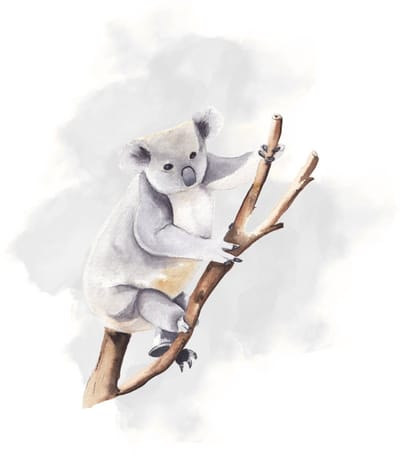 Blanco wenskaart koala boomtak – 13x13 cm – gevouwen kaart – inclusief witte envelop – stevig papier – wenskaart