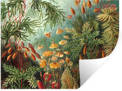 Muurstickers - Sticker Folie - Oude meesters - Kunst - Muscinae - Haeckel - 40x30 cm - Plakfolie - Muurstickers Kinderkamer - Zelfklevend Behang - Zelfklevend behangpapier - Stickerfolie