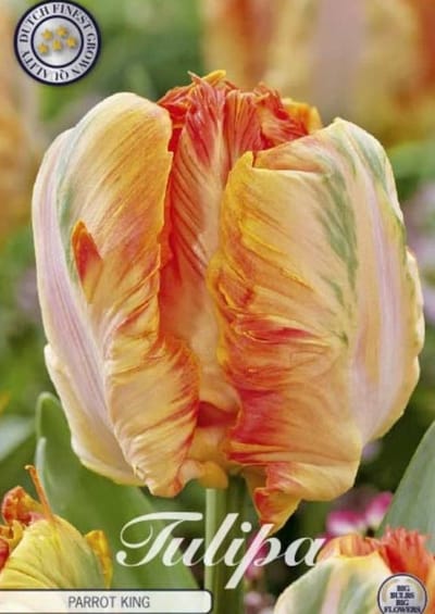 Dutch Finest Quality bloembollen - Tulpen Tulp Parrot Parrot King x7 12/+s