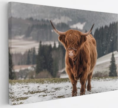 Saammp Canvas Schilderij - 2 Schotse Hooglander Koeien in de sneeuw - Dieren - Natuur - 30x20 - Foto op canvas - Wanddecoratie - muurdecoratie Woonkamer - Slaapkamer decoratie - Canvas Print