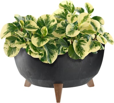 KADAX Bloempot van kunststof met drie insteeksteunen, ronde bloemenschaal, plantenbak, bloembak, plantenbak voor balkon, woonkamer (zwart, diameter 39,5 cm)