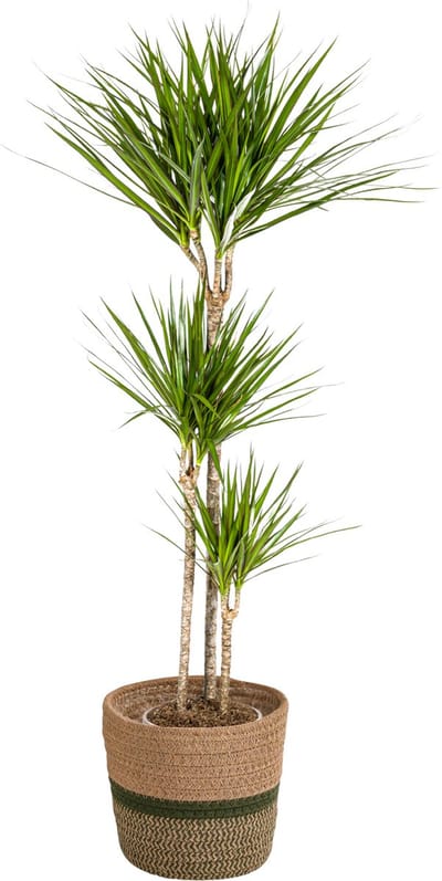Plantenboetiek.nl | Dracaena Marginata 'Green' met mand - Ø24cm - 130-150cm hoog - Kamerplant - Groenblijvend