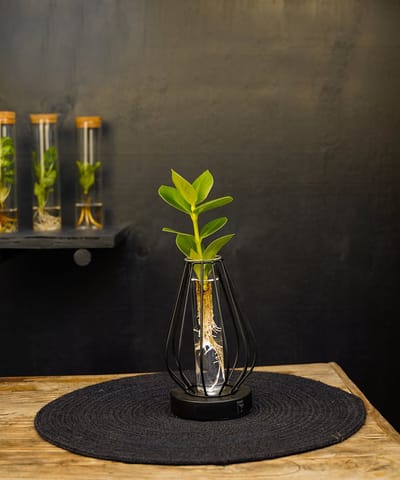 Turijn | lichtplantje | Hydroponie |Round |Clusia Princess