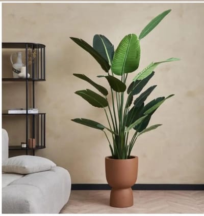 Tropische Strelitzia - Paradijselijke Plant voor Binnen - XXL Groene Kamerplant - Hoogte 150-180 cm - Pot 23.5 cm
